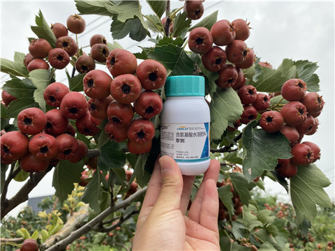 葉面肥，拉姆拉，翠姆