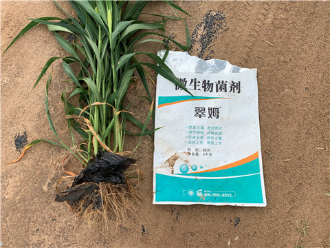 微生物菌劑，拉姆拉，翠姆