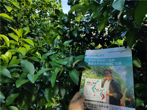 水溶肥，拉姆拉，翠姆