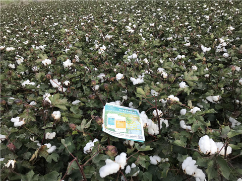 水溶肥，拉姆拉，翠姆