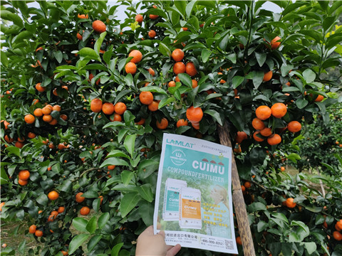 顆粒水溶肥，拉姆拉，翠姆