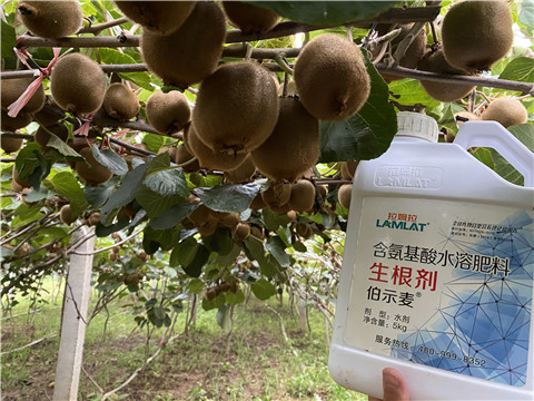 進(jìn)口水溶肥，拉姆拉，伯示麥