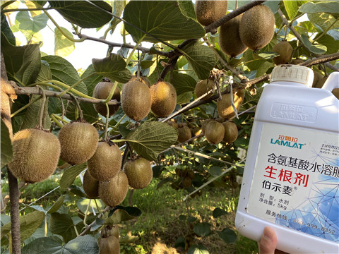 進(jìn)口水溶肥，拉姆拉，伯示麥