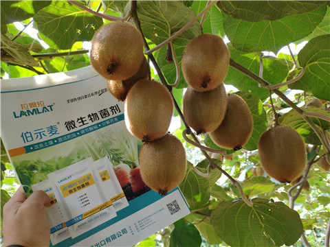 進(jìn)口水溶肥，拉姆拉，伯示麥