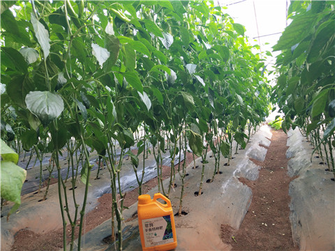 滴灌肥，拉姆拉，翠姆