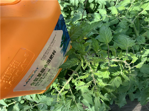 水溶肥，拉姆拉，翠姆