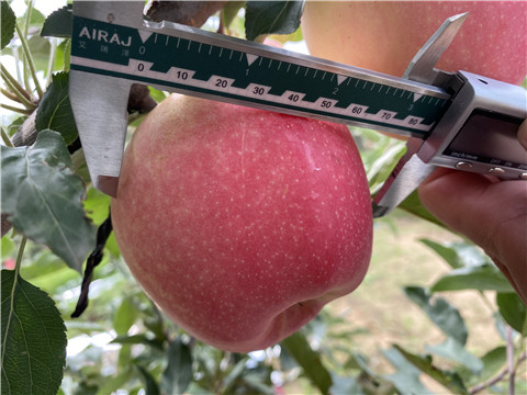 大量元素水溶肥，拉姆拉，翠姆