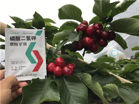 水溶肥，拉姆拉，翠姆