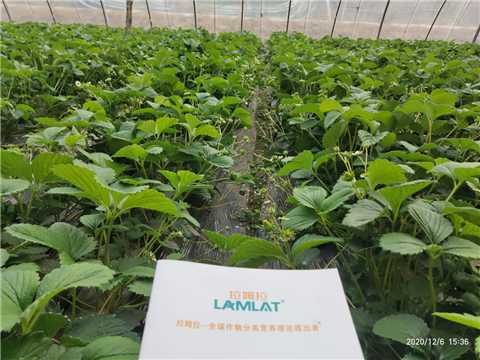 水溶肥，拉姆拉，翠姆