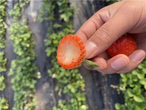 水溶肥，拉姆拉，翠姆