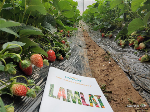 水溶肥，拉姆拉，翠姆