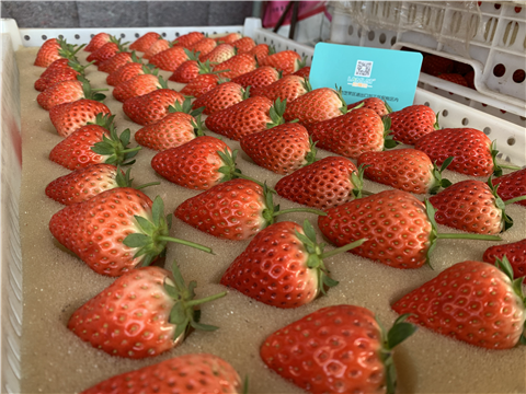 水溶肥，拉姆拉，翠姆