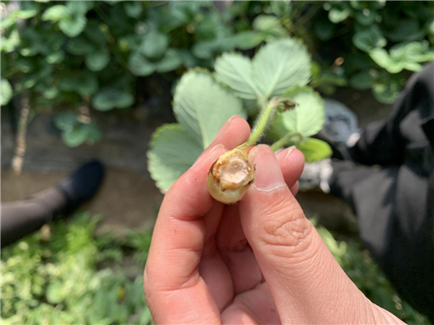 水溶肥，拉姆拉，翠姆