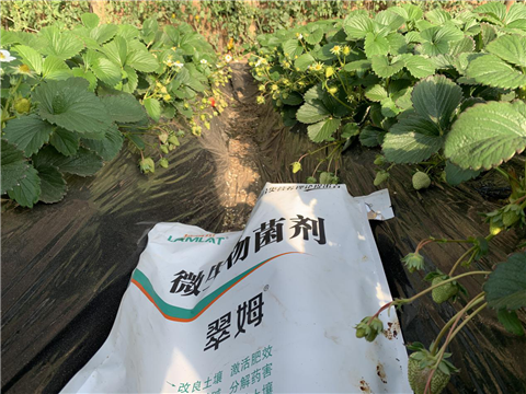 水溶肥，拉姆拉，翠姆