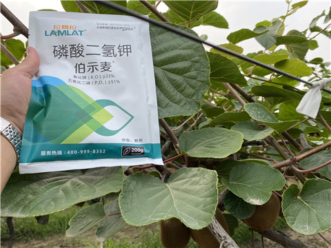 磷酸二氫鉀，拉姆拉，伯示麥