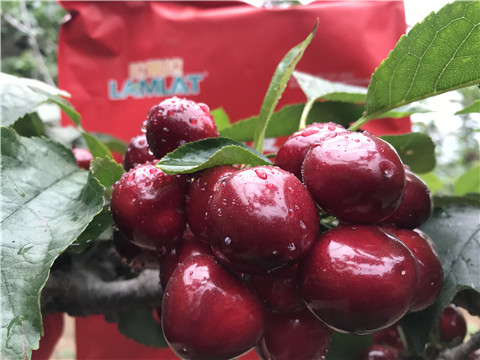 大量元素水溶肥，拉姆拉，翠姆