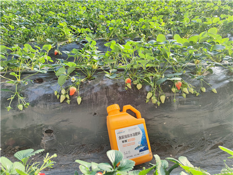 水溶肥，拉姆拉，翠姆