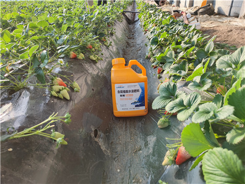 水溶肥，拉姆拉，翠姆