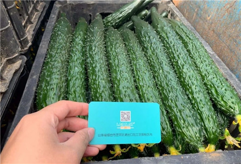 作物施肥管理，拉姆拉，翠姆