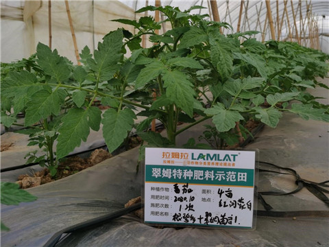 水溶肥，拉姆拉，翠姆
