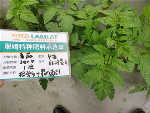 水溶肥，拉姆拉，翠姆