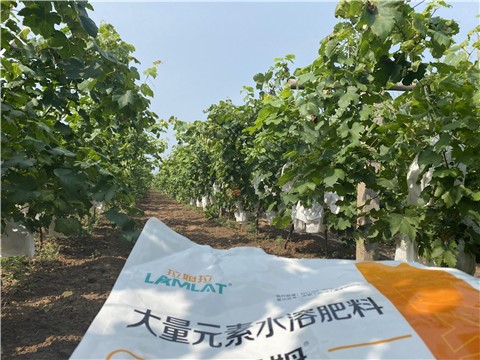 大量元素水溶肥，拉姆拉，翠姆