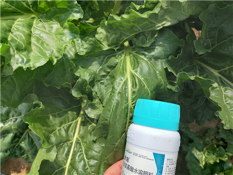 水溶肥，拉姆拉，翠姆