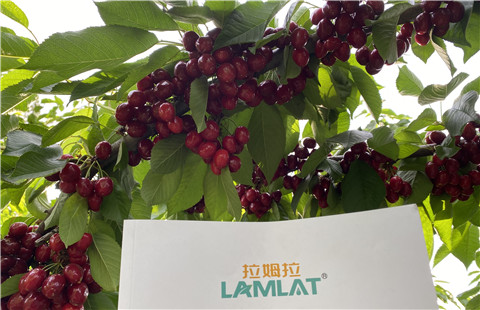 水溶肥，拉姆拉，翠姆