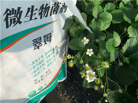 微生物菌劑，拉姆拉，翠姆