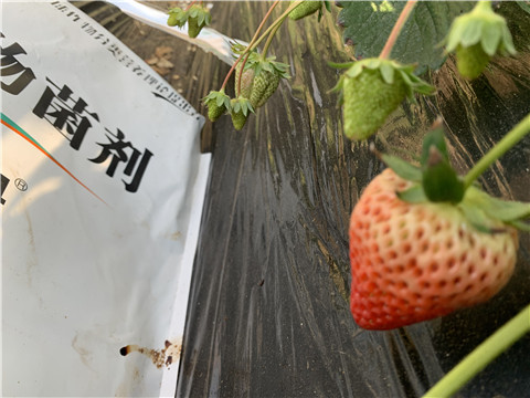 微生物菌劑，拉姆拉，翠姆