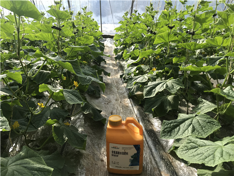 水溶肥，拉姆拉，翠姆