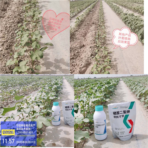 葉面肥，拉姆拉，翠姆