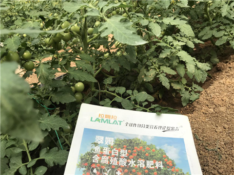 水溶肥，拉姆拉，翠姆