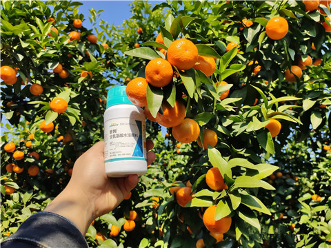 葉面肥，拉姆拉，翠姆