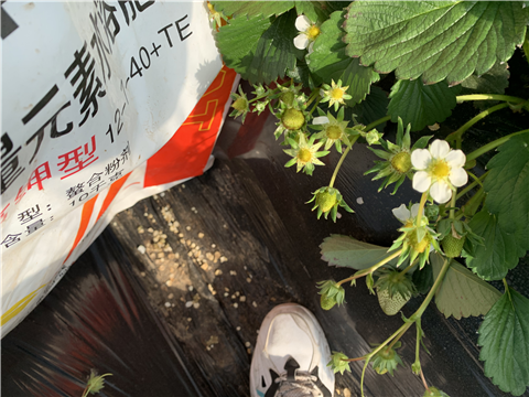 水溶肥，拉姆拉，翠姆