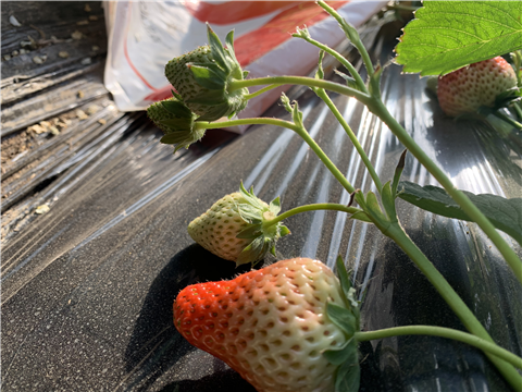 水溶肥，拉姆拉，翠姆