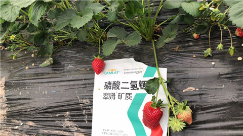 磷酸二氫鉀，拉姆拉，翠姆