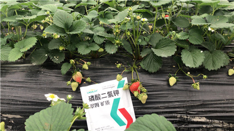 磷酸二氫鉀，拉姆拉，翠姆