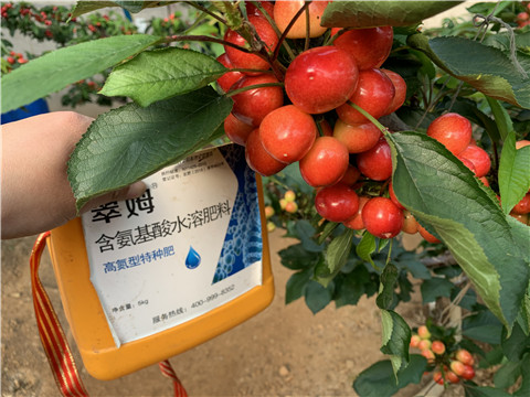 水溶肥，拉姆拉，翠姆