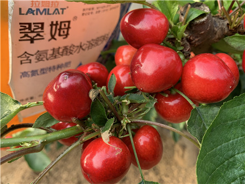 水溶肥，拉姆拉，翠姆