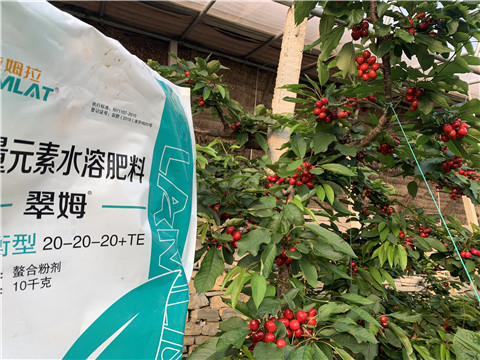 大量元素水溶肥，拉姆拉，翠姆