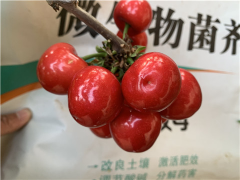 水溶肥，拉姆拉，翠姆