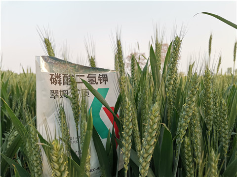 水溶肥，拉姆拉，翠姆