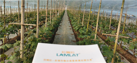 水溶肥，拉姆拉，翠姆