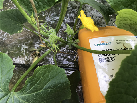 水溶肥，拉姆拉，翠姆