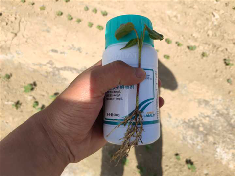 安碧解，拉姆拉，翠姆