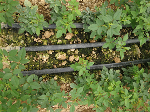 生根劑，拉姆拉，翠姆