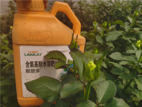 生根劑，拉姆拉，翠姆