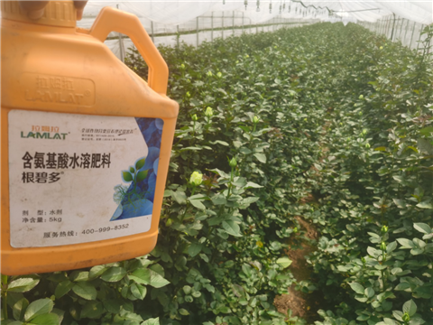 生根劑，拉姆拉，翠姆