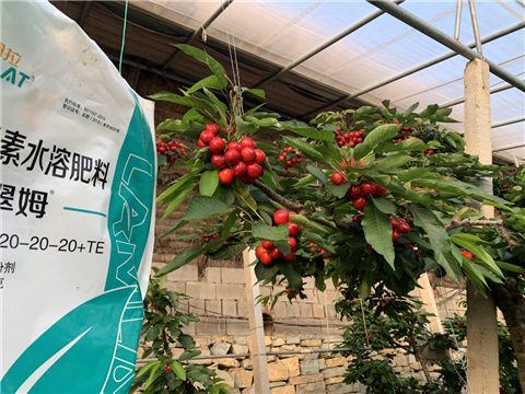 水溶肥，拉姆拉，翠姆